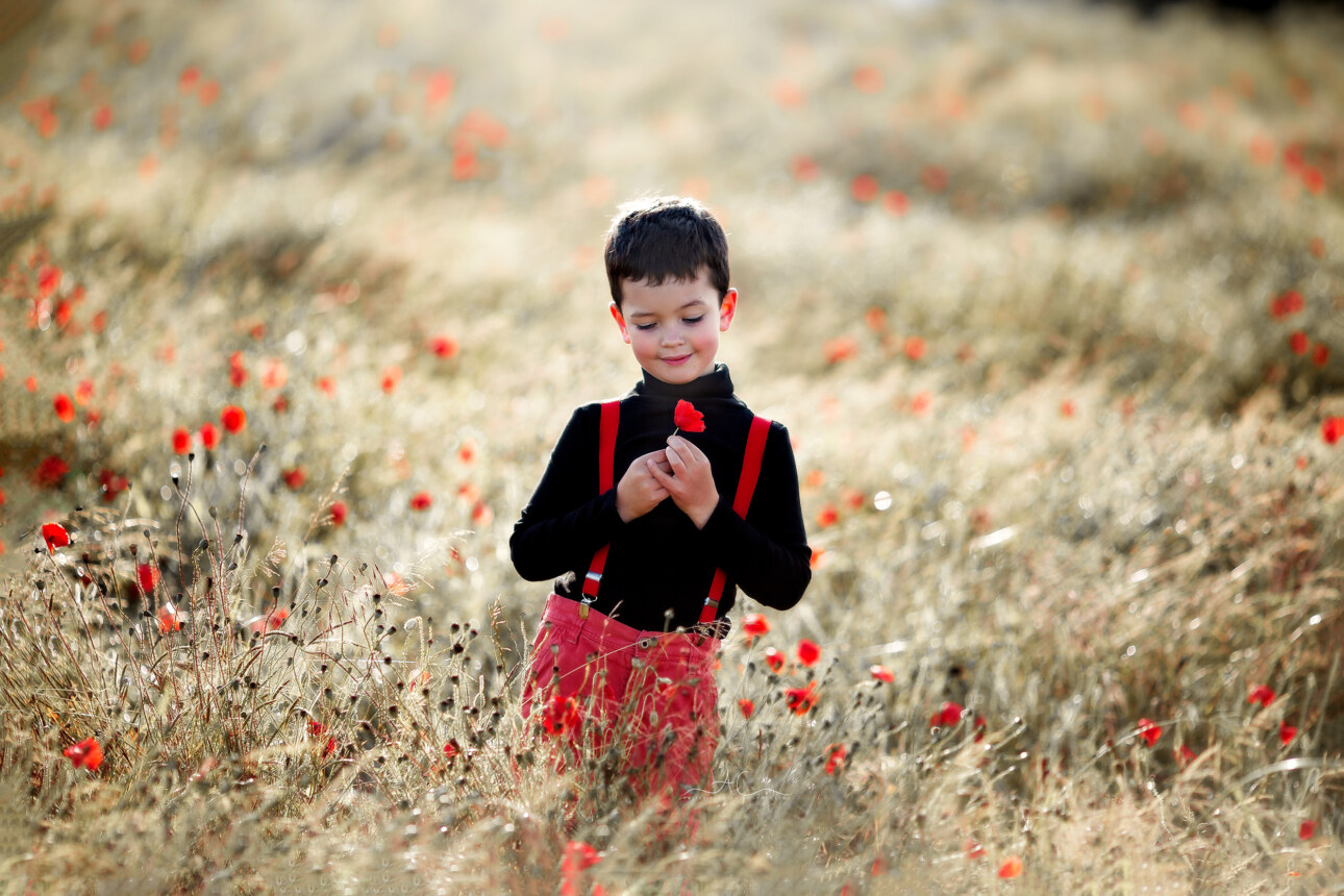 6 Best London Children Photos in Poppy Field | Jacob 3 portrait of a boy holding a poppy flower | London